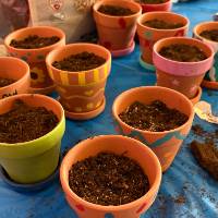 flowerpotplanting3